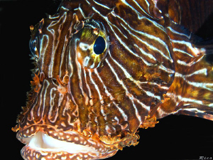 Lionfish closeup by Rico Besserdich 